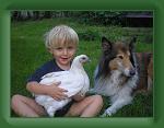 Bild der Woche1 * Bild der Woche 37/2008
Ein Freund, ein guter Freund, 
das ist das schönste auf der Welt !
Keanu mit junger Ramelsloher Henne und unser Collie Jim !!
eingesand von Bärbel Meyland  * 480 x 360 * (120KB)